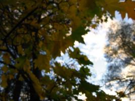 [2006 autumn] Blurred trees