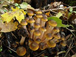 Седобные грибы Западного Кавказа. Популярные,редкие и неизвестные