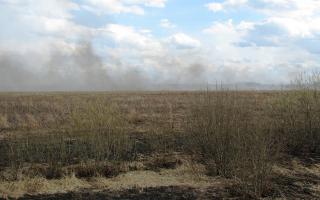 Лесной пожар возле деревни Д.Бедный