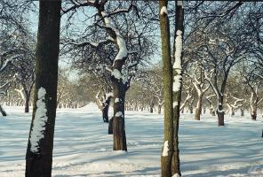 Лошицкий Парк 05 - Зима