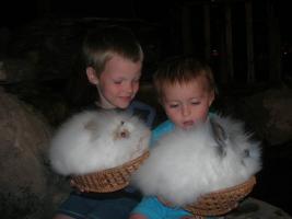 Boys and rabbits