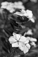 Черно-Белые цветы