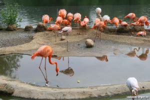 Зоопарк.(июнь 2008)