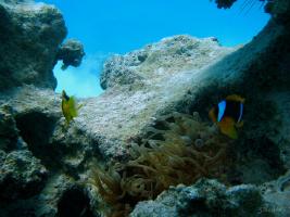 Египет Хургада Дайвинг / Egypt Hurghada Diving 2008 1 diving