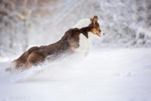 Все-таки зима и летающая собака :-)