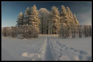 Зима Александровского Парка