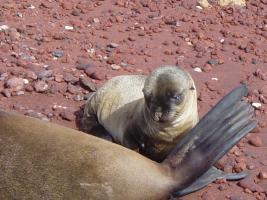 Animals from Islas Galapagos I - Животные острова Галапагос