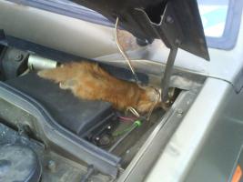 котенок в машине
