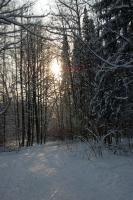 Царицынский лес зимой