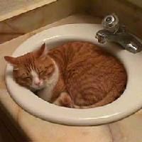 Cats in sinks