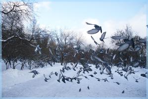 Зима и голуби