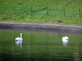 Лебеди Карпиевого пруда