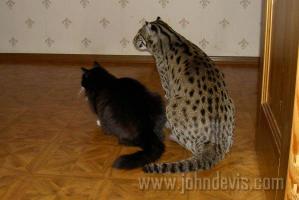 Дикие кошки: Виверровый кот рыболов