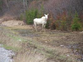 Albino Moose!