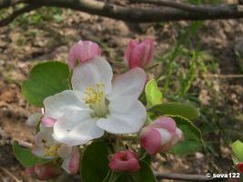 Цветёт яблоня и груша (24 мая 2006 г.)