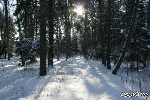 Прогулка по зимнему лесу (5 февраля 2009 г.)