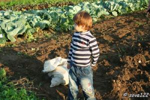 Данилка помогает собирать картошку (26 августа 2006 г.)
