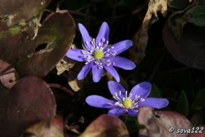 Весенние цветы.Печеночница благородная (Hepatica nobilis)