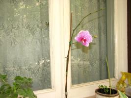 На балконе зацвела орхидея