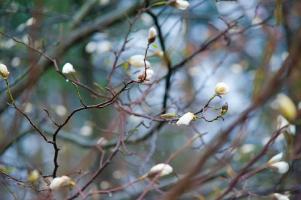 Запоздалая весна/The Hindward Spring