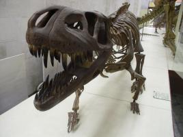 (2007) Палеонтологический музей