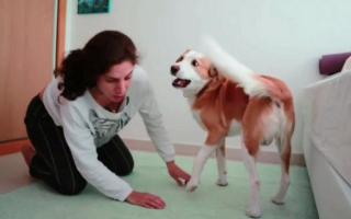 Wrestling with dog