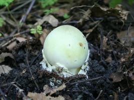 Ядовитые,условно-съедобные, редкие и неизвестные местным жителям грибы Западного Кавказа.