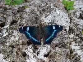Окинава-2018: бабочки и прочая живность