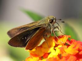 Окинава-2013: бабочки и прочая живность