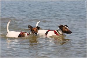 Собаки и море