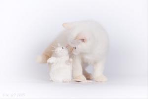Кошка и мышка(британский котенок)
