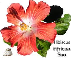 Hibiscus - 1