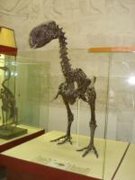 Палеонтологический музей 17 марта