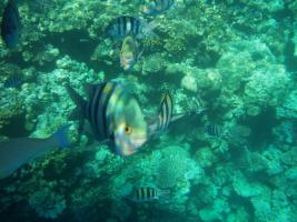Подводный мир Красного моря (рифы: Paradise и Turtle Bay)