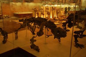 Музей палеонтологии 09 марта 2008