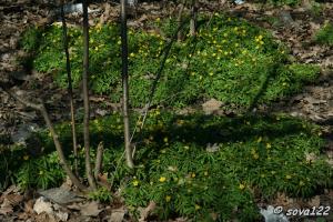 Весенние цветы.Ветреница лютиковидная(Anemone ranunculoides)