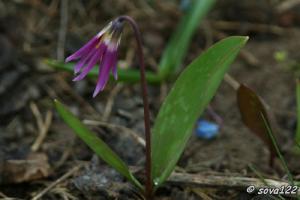 Весенние цветы.Кандык собачий зуб (Erythronium dens-canis)