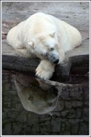 РОССИЯ. Москва. Зоопарк. Белые медведи.